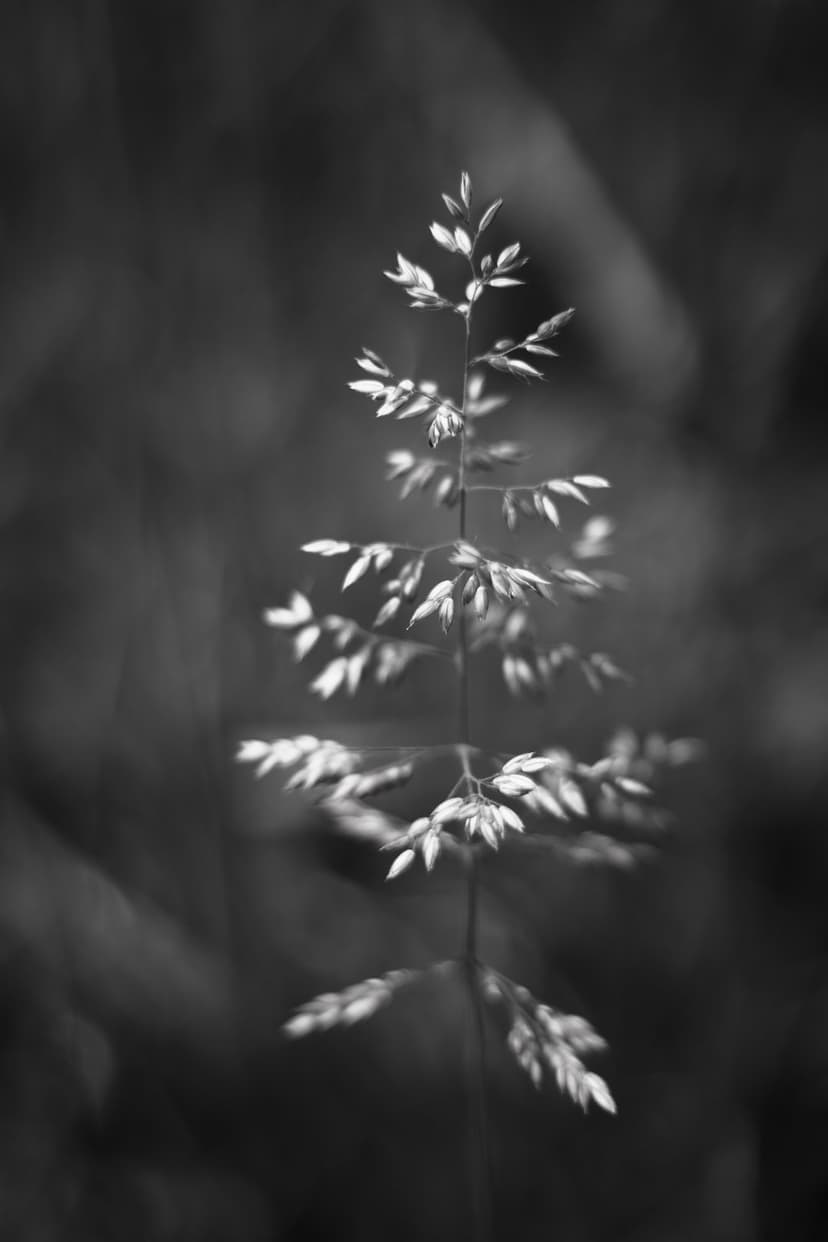 Grass seed head with feathery florets in a high-contrast macro photograph against a blurred monochrome background.