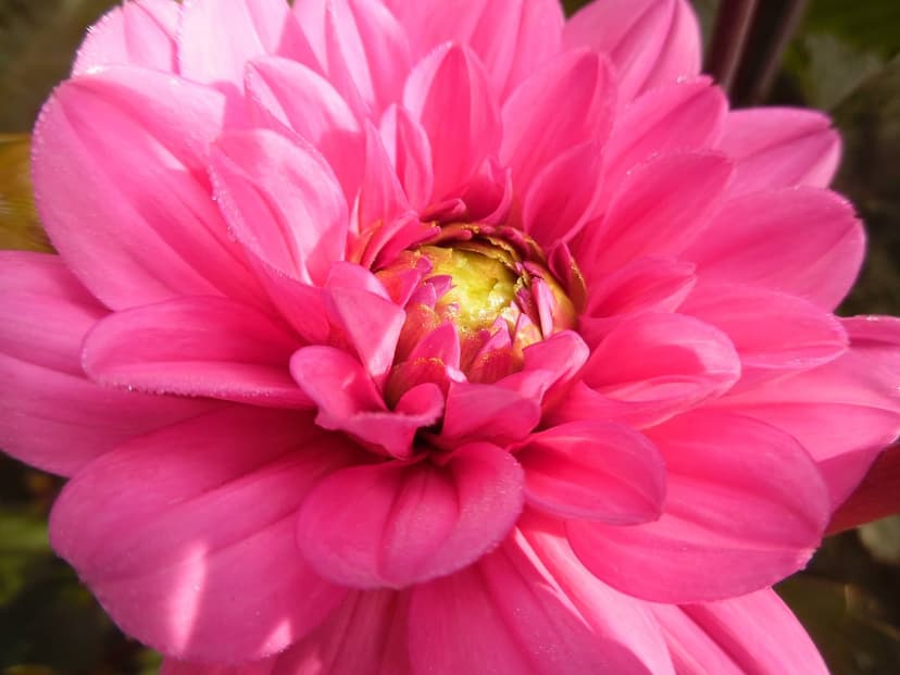 Pink dahlia flower with spiraling petals and a yellow center shown in a detailed macro botanical close-up.