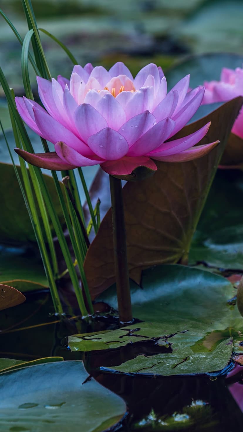 Elegant Pink Water Lily Portrait Phone Wallpaper
