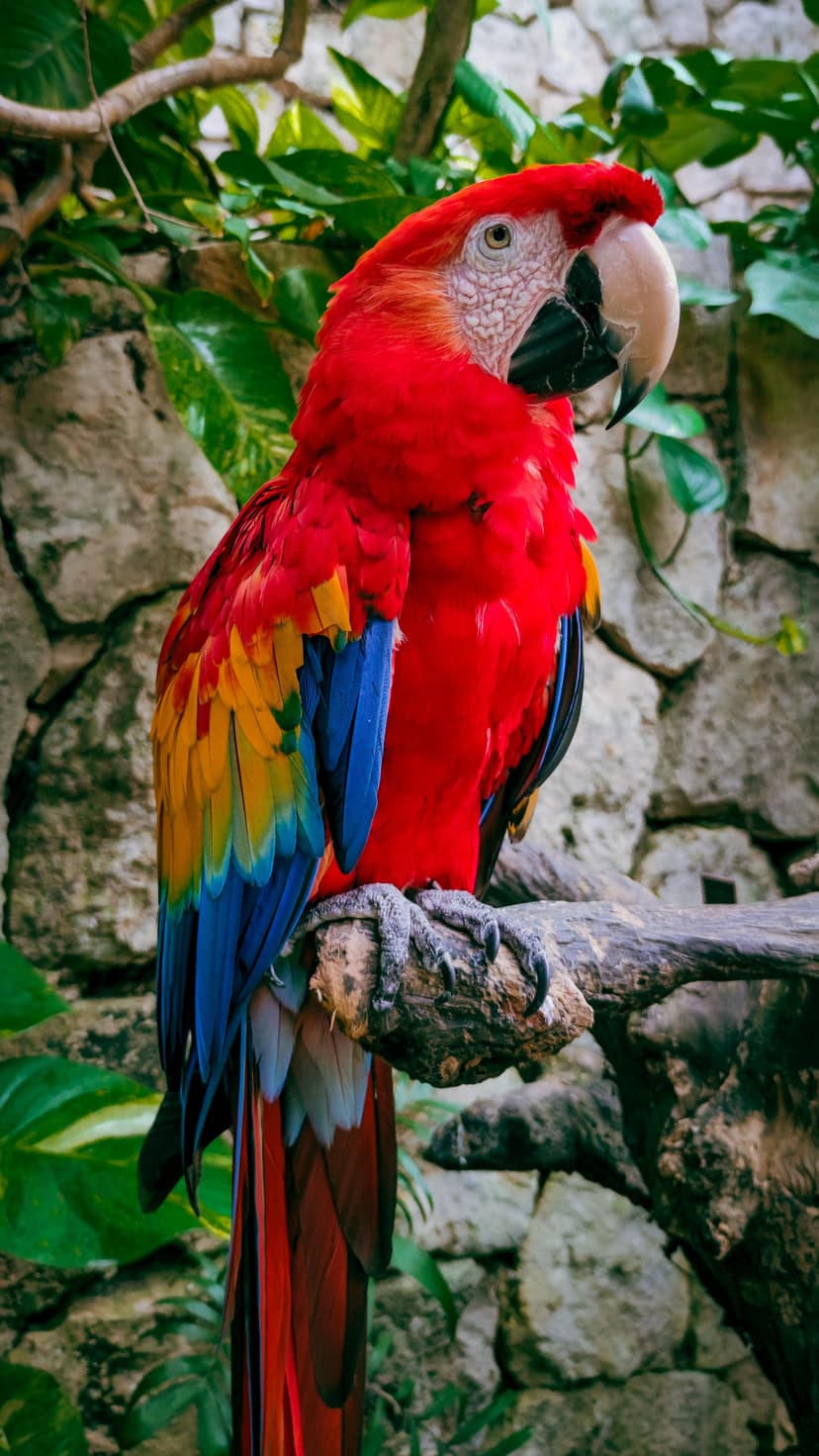 Scarlet Macaw with red, yellow, and blue feathers perched on a tree limb against green leaves and a stone wall.