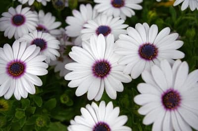 White African Daisy Purple Center Mobile Wallpaper