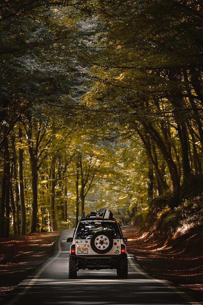 White SUV with surfboards travels along a winding forest path under a canopy of sunlit green and gold leaves.