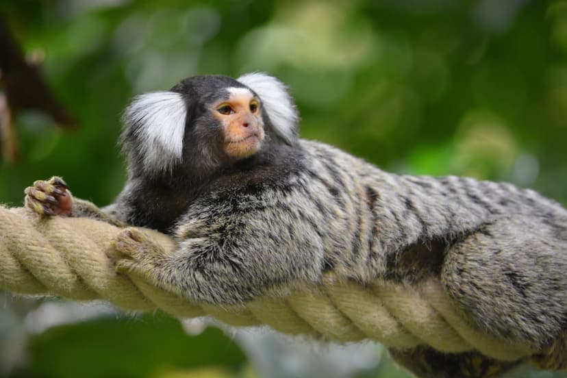 Marmoset monkey with white ear tufts and striped fur reclines on a thick rope with a blurred green background.