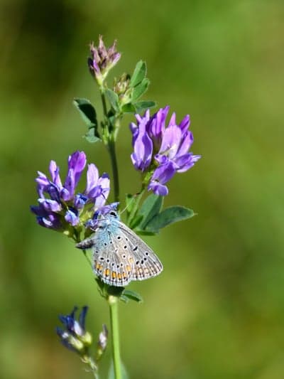 Ethereal Blue Butterfly on Purple Petals Phone Background