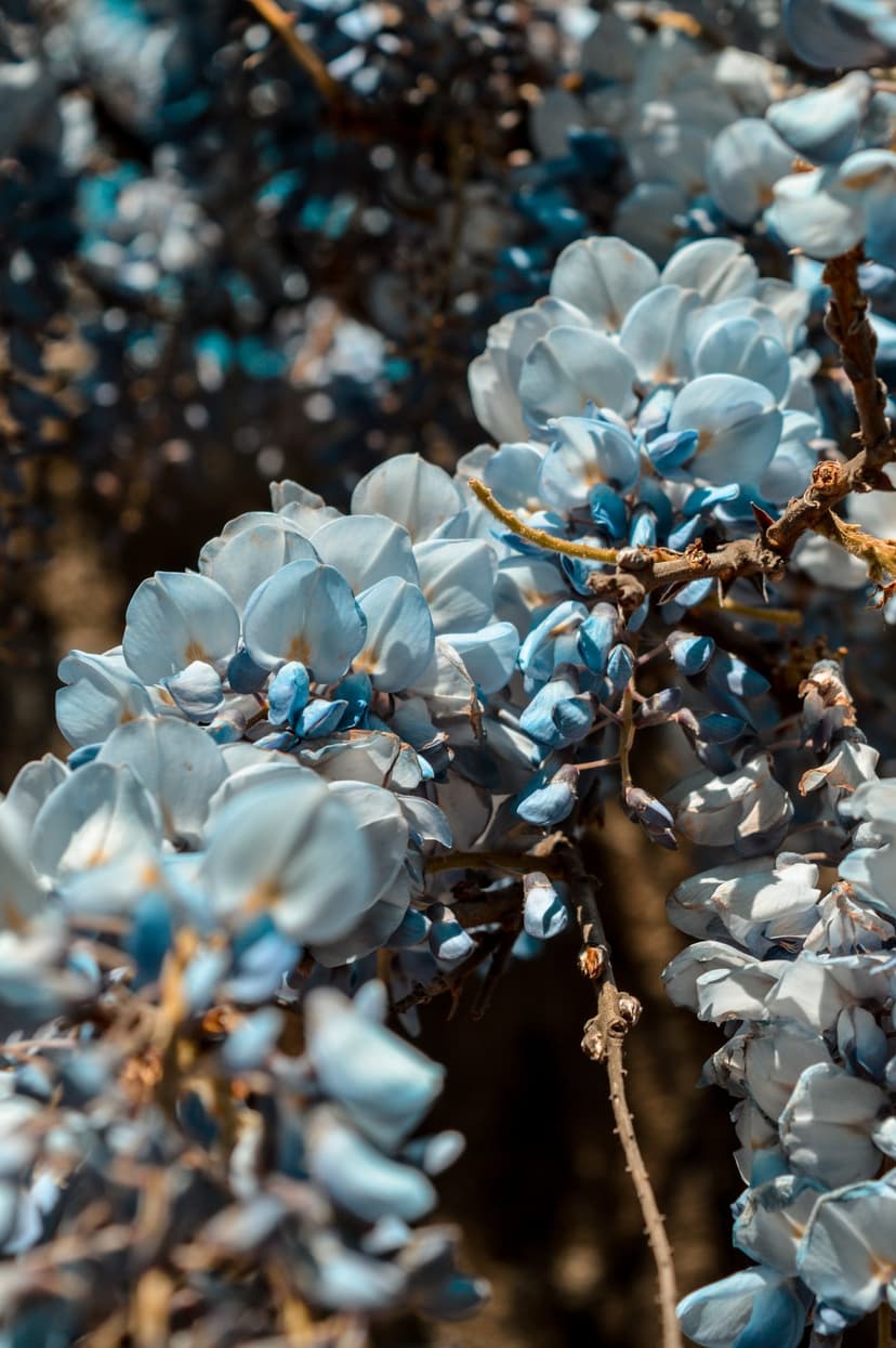 Pale blue wisteria flowers with yellow centers hang from a branch against a blurred green and brown background.