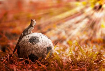 Lizard on Soccer Ball in Golden Sun Rays