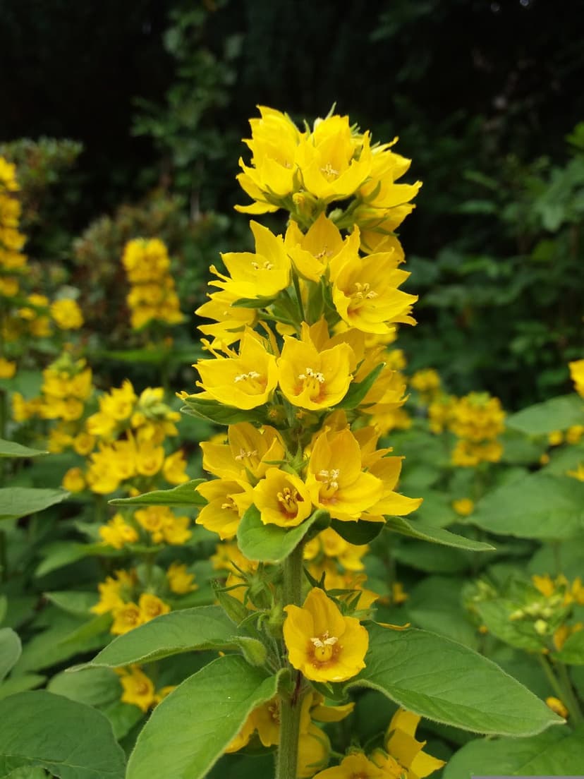 Yellow star-shaped Lysimachia flowers cluster on a tall green stem against a soft-focus summer garden backdrop.