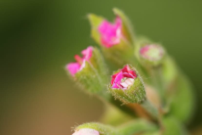 Pink flower buds with fuzzy green sepals captured in a close-up macro view against a soft blurred background.