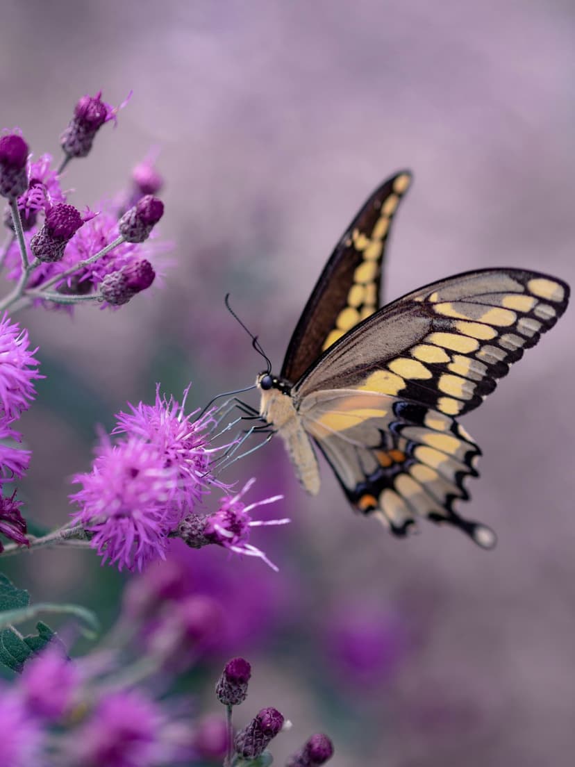 Yellow and black patterned butterfly perched on a spiky purple thistle flower against a soft blurred background.