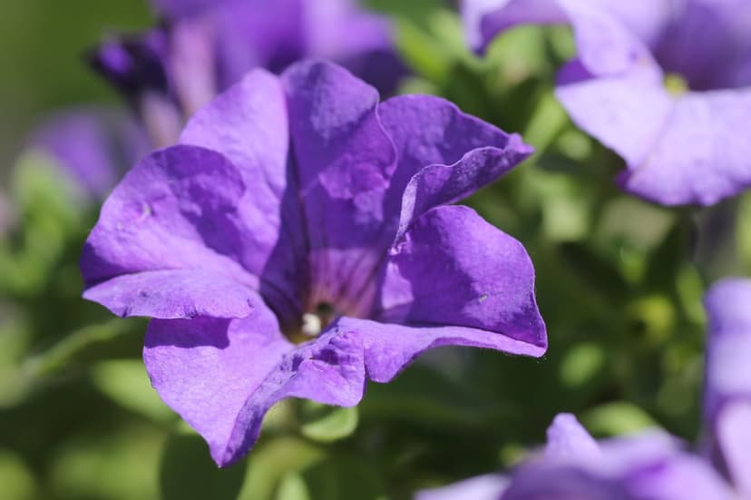 Purple petunia flower macro showing velvety petal textures and a dark center against a blurred green background.