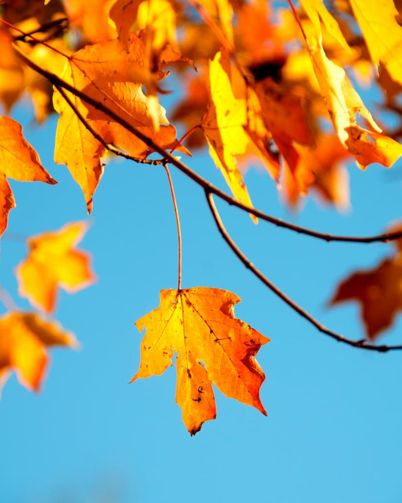 Golden maple leaves with intricate veins glow against a vivid blue sky on sun-drenched autumn tree branches.