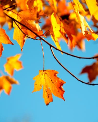 Sunlit Autumn Maple Foliage Background for Mobile