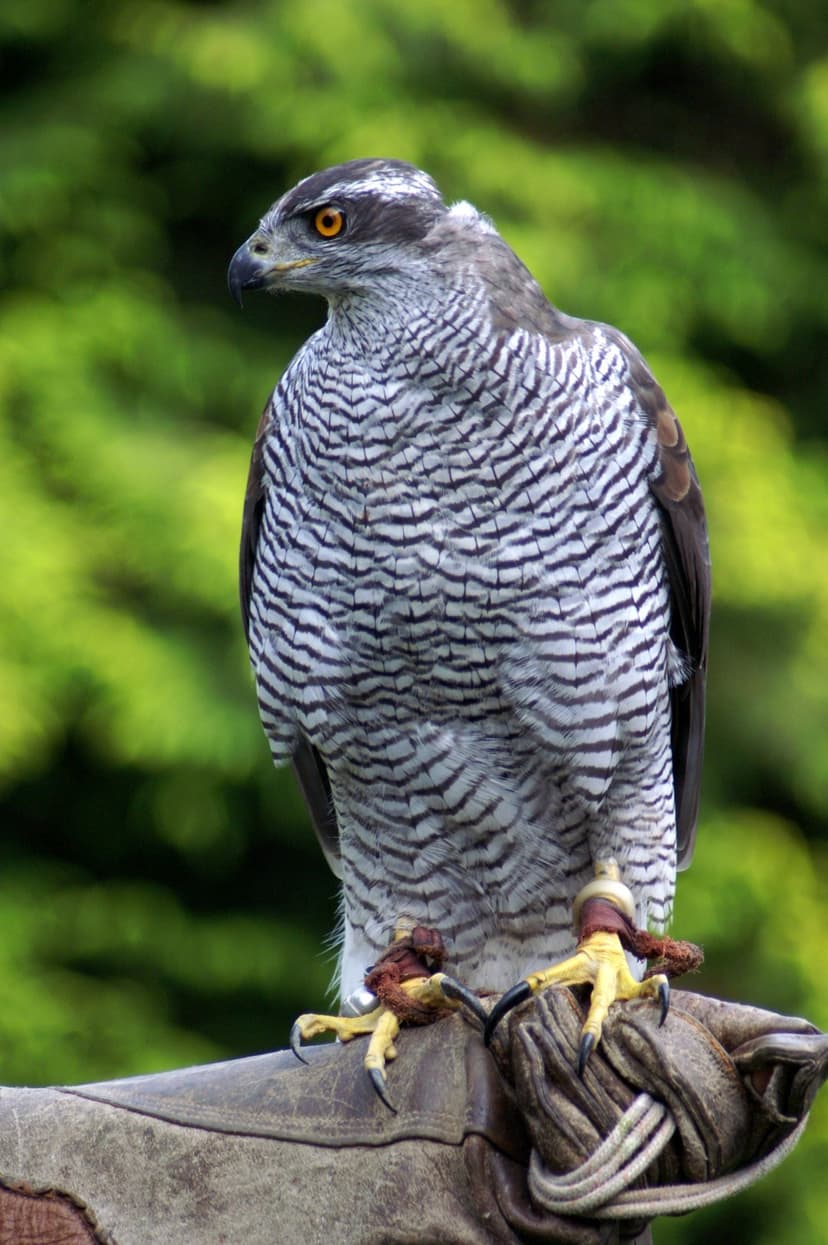 Northern Goshawk with orange eyes perches on a leather glove against a soft focus green forest background.