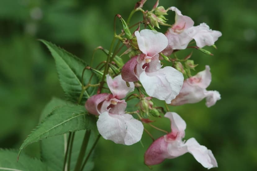 Himalayan Balsam flowers with pink and white petals stand against a blurred green leafy background in soft light.