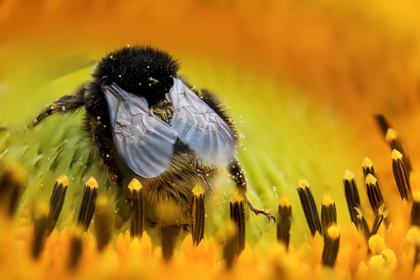 Bumblebee covered in yellow pollen grains rests on sunflower petals against a soft golden background.