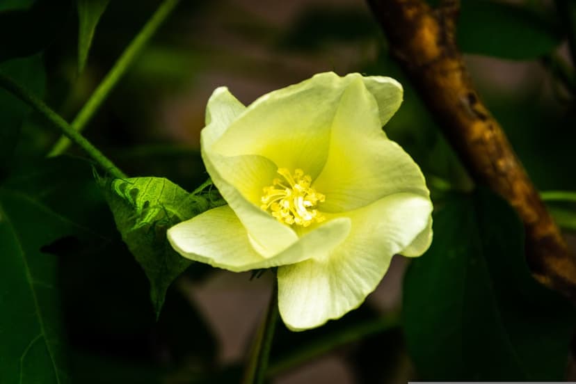 Yellow cotton flower blooming with soft petals, a bright yellow center, and green leaves on a textured branch.