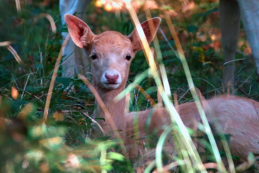Young cream-colored deer peeking through tall green grass in a sunlit forest, captured in a vertical portrait.
