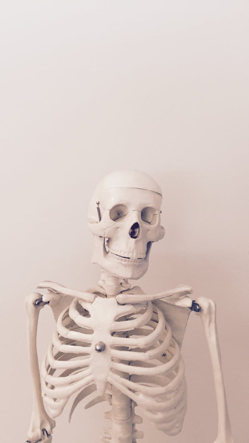 Human skeleton skull and rib cage on a white background with visible bone texture and shoulder joints.