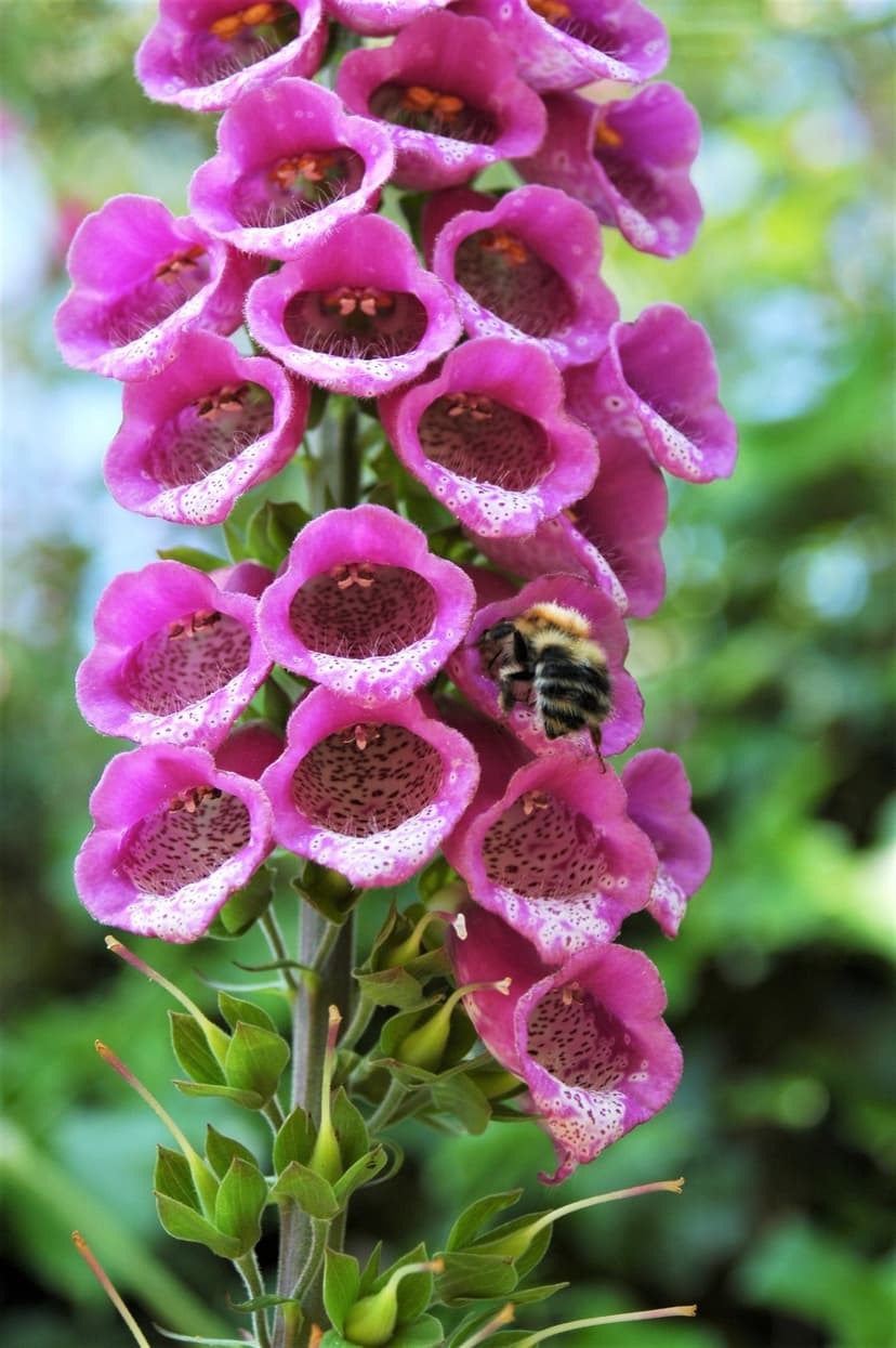 Bumblebee rests on a pink foxglove flower spike with speckled interior petals and a soft green background.