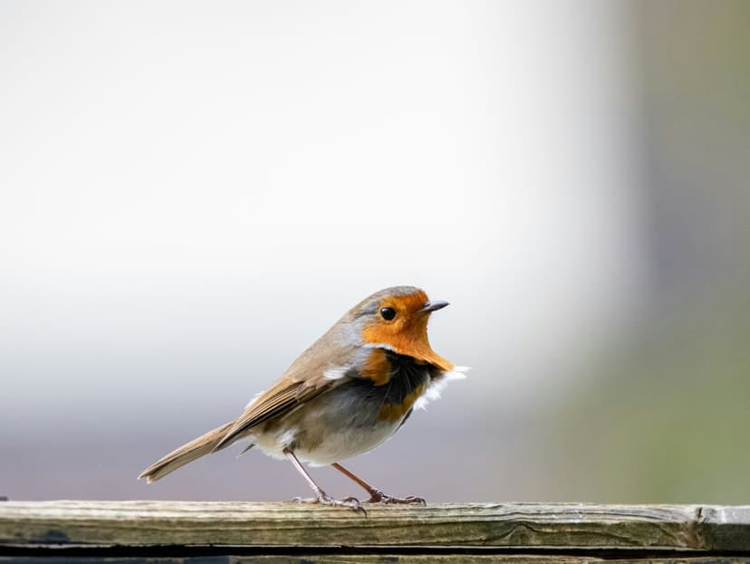 European robin with an orange breast sits on a weathered wooden fence rail against a blurred green background.