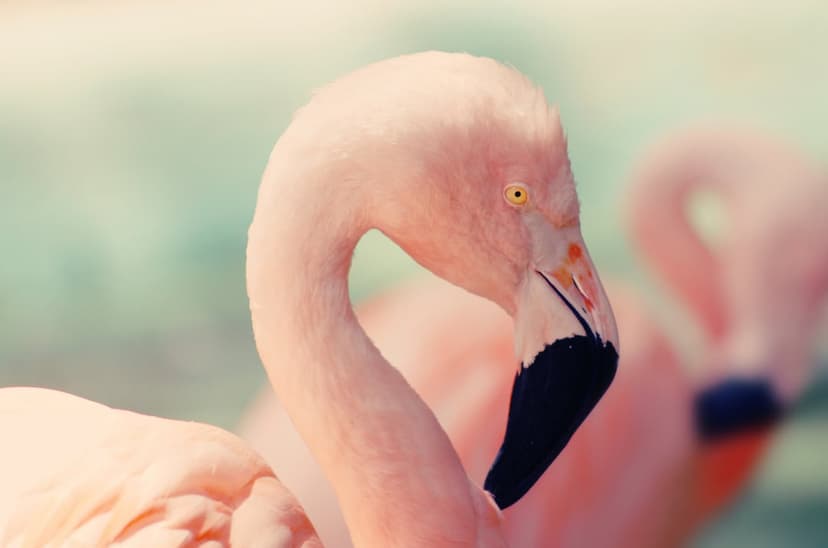 Pink flamingo head with a yellow eye and black beak against a soft-focus background of blue and green water.