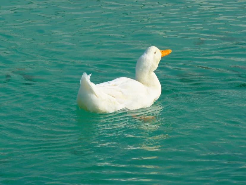 White domestic duck with an orange beak swims through vibrant turquoise water ripples in a vertical portrait.