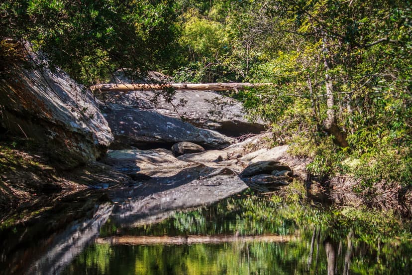 Clear forest stream flowing over smooth grey rocks with a fallen log and green tree reflections on the water.