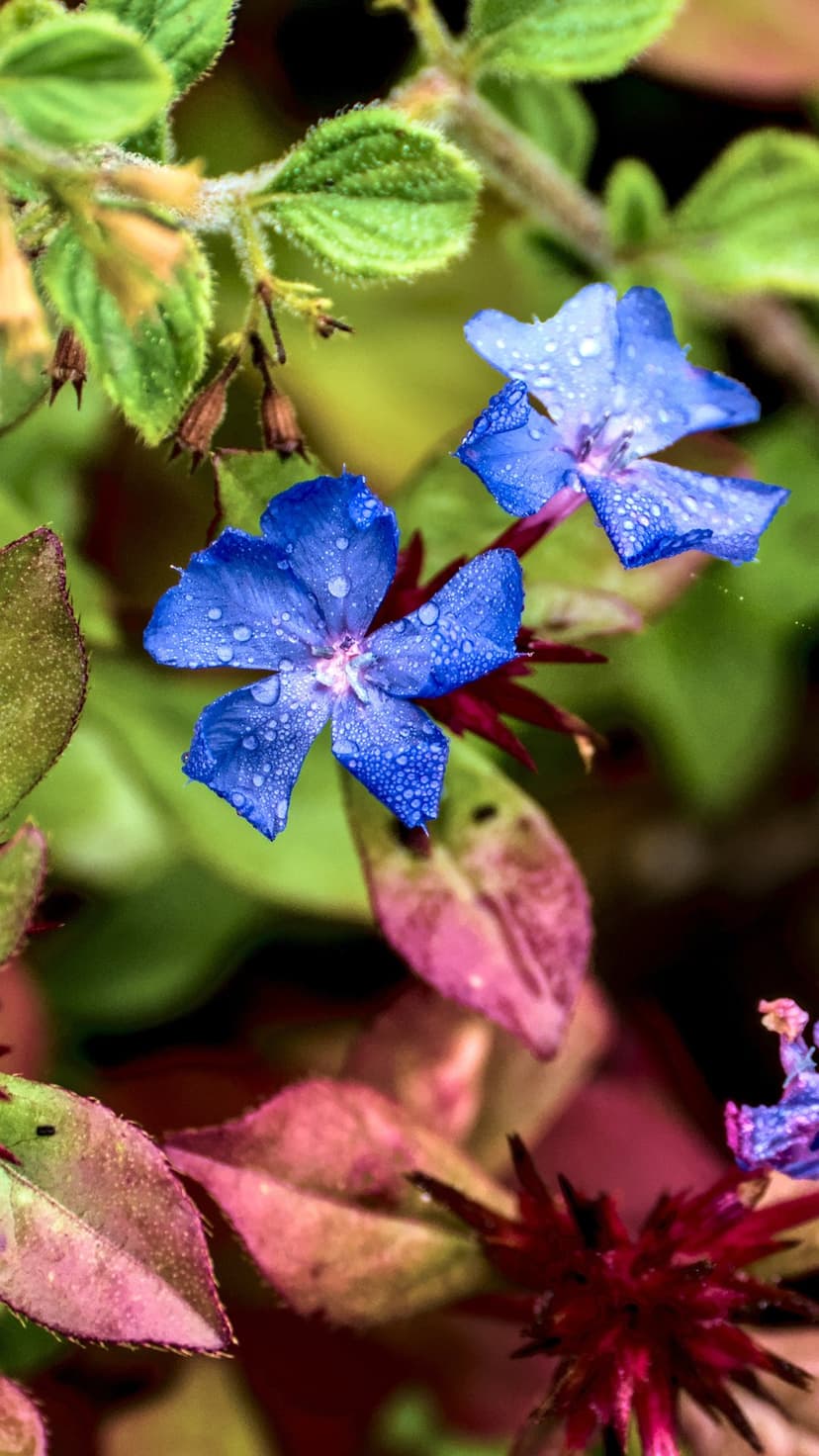 Blue plumbago flowers with morning dew drops on petals set against a blurred background of green and pink leaves.