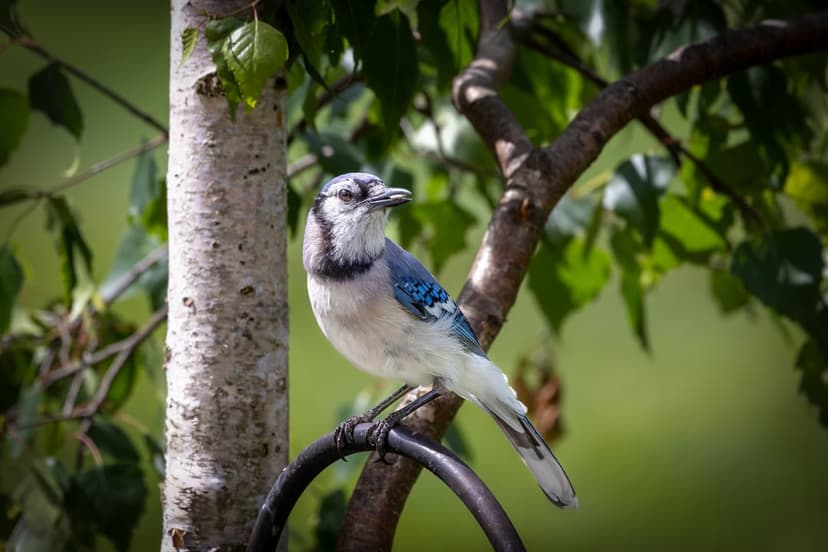 Blue jay with blue and white feathers perches on a twig against a blurred background of green forest leaves.