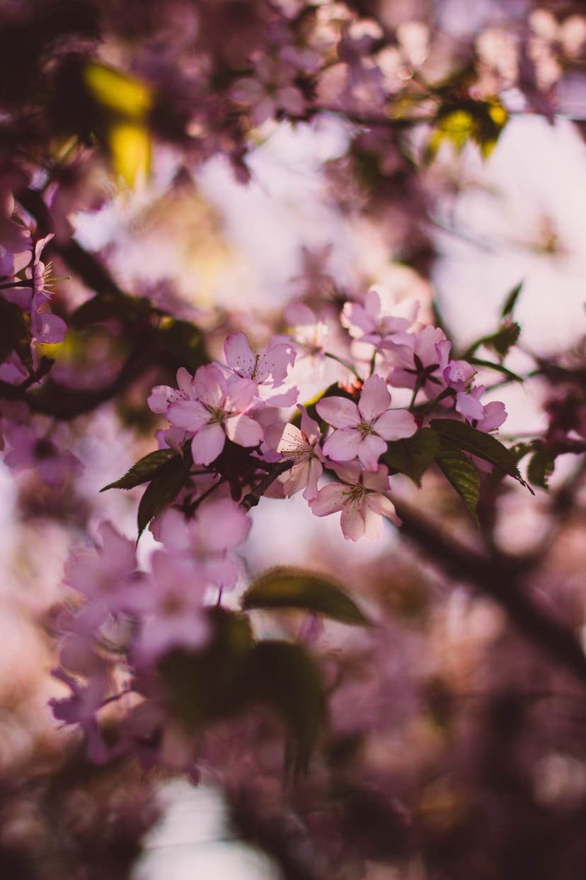 Pink cherry blossoms bloom on a dark branch against a soft, blurred background of light pastel spring colors.