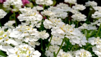 Sunlit White Candytuft Flower Clusters Mobile Wallpaper