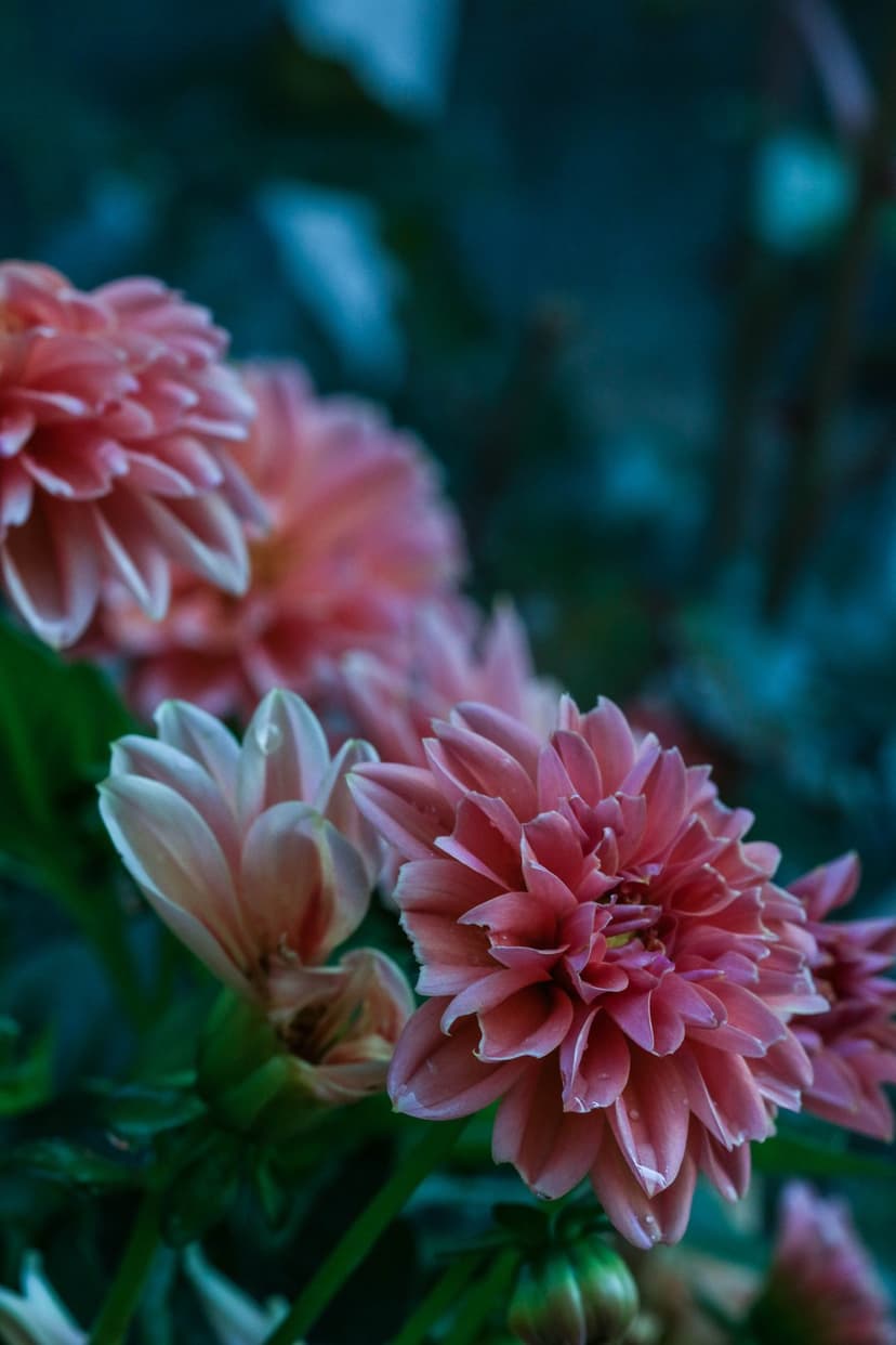 Pink dahlia flowers with water droplets on petals against a blurred dark green background in a garden setting.