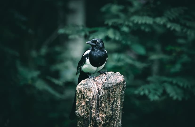 Magpie with black and white feathers perches on a mossy tree stump in a dark, atmospheric woodland setting.