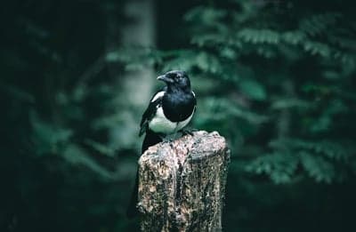 Moody Magpie Perched in Dark Forest Phone Wallpaper