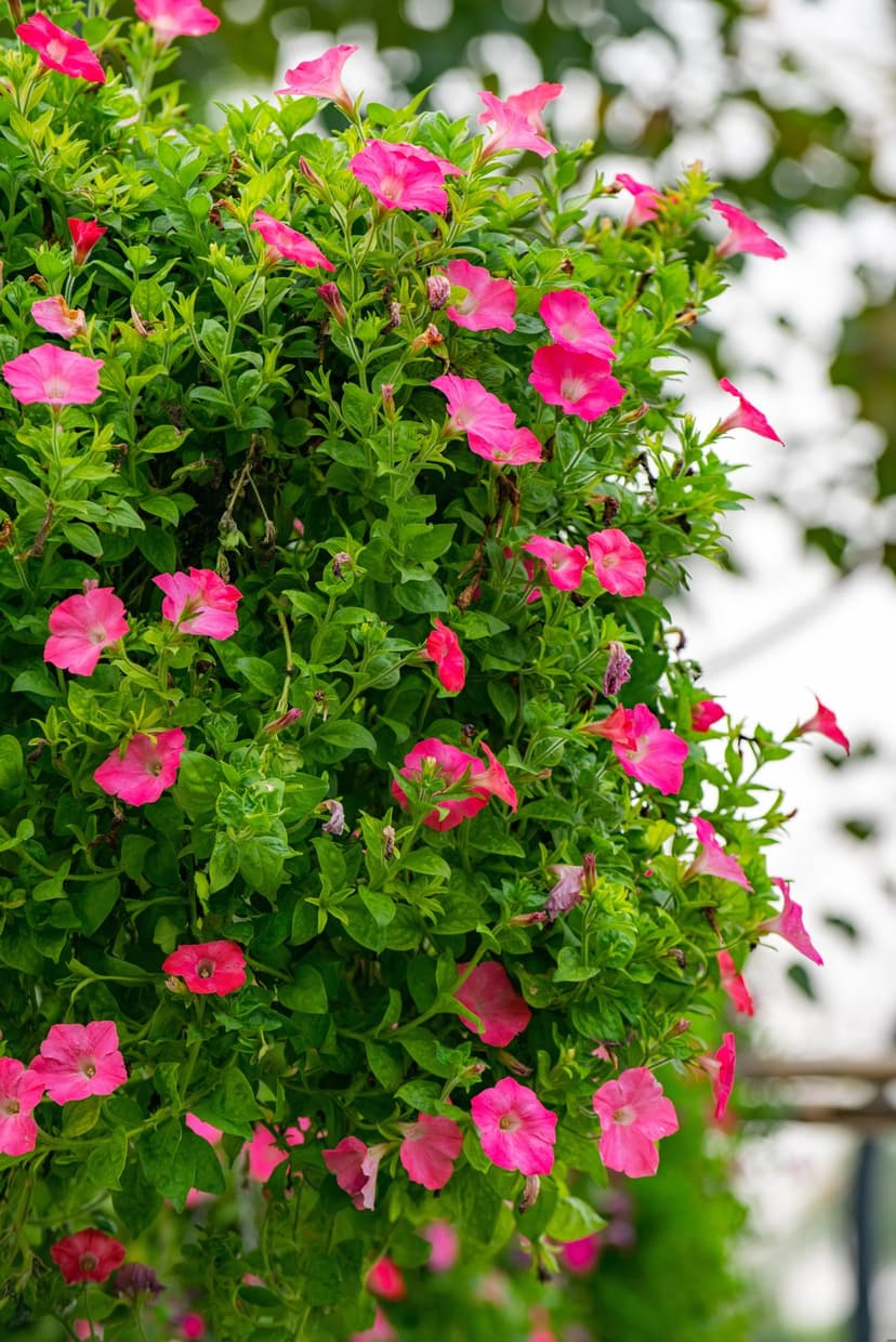 Pink petunia flowers with trumpet petals cascade over thick green leaves under soft, natural garden sunlight.