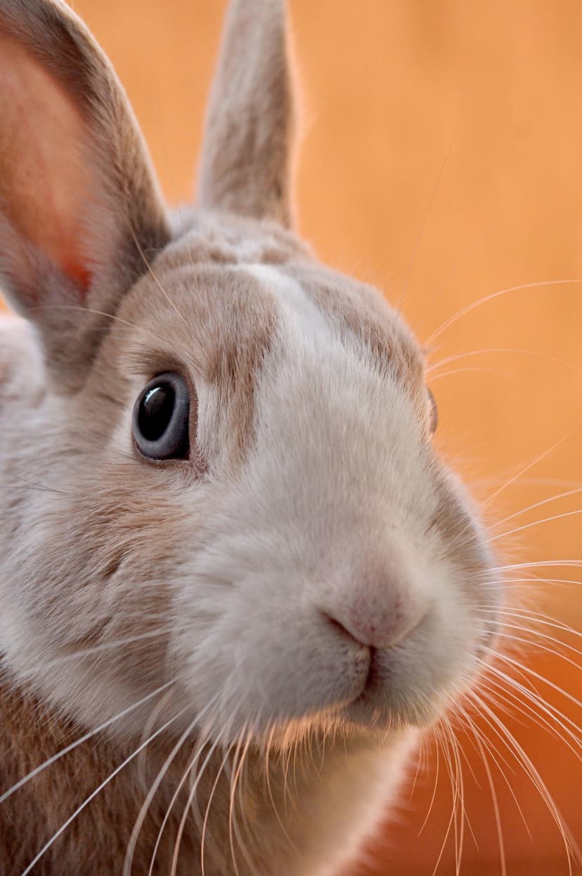 Rabbit face with dark eyes and white whiskers against a soft orange background in an intimate macro view.