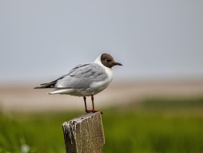 Black-headed gull with a brown head and white feathers standing on a wooden post against a blurred green field.