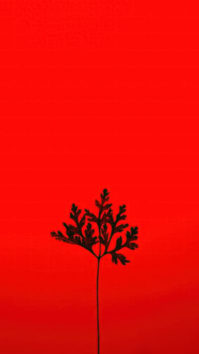 Fiery Silhouette - A Lone Leaf in Red