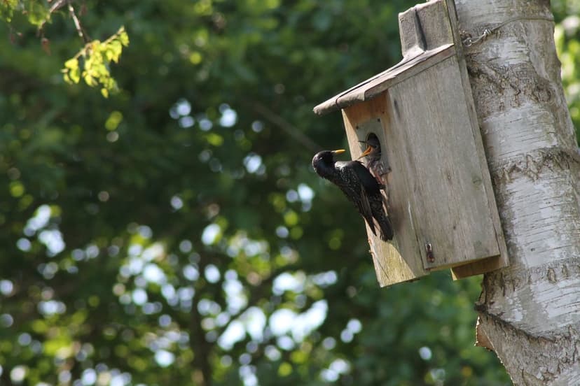 Starling perched on a wooden birdhouse feeding chicks against a backdrop of blurred green leaves and sunlight.