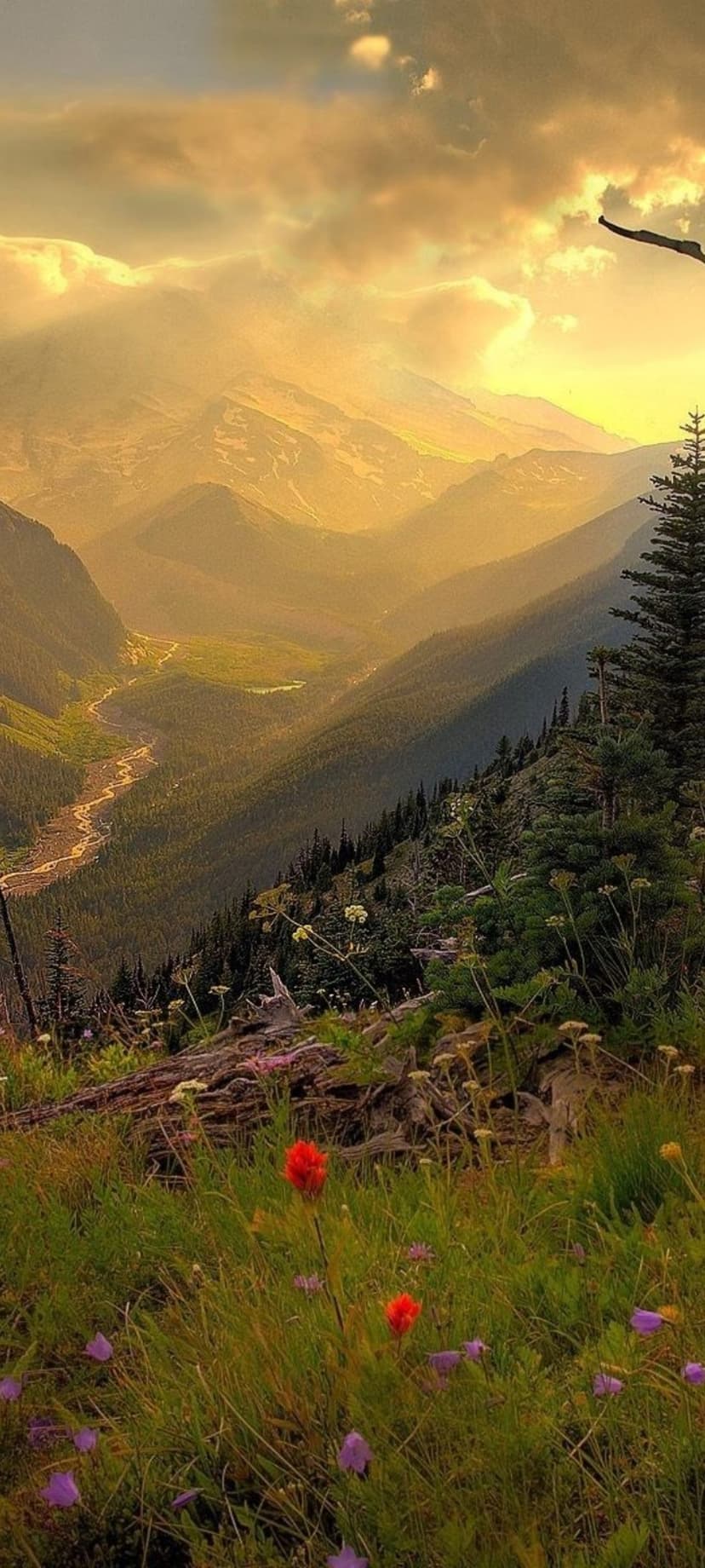 Snow-capped mountain peaks loom over a river valley filled with wildflowers and pine trees at sunset.