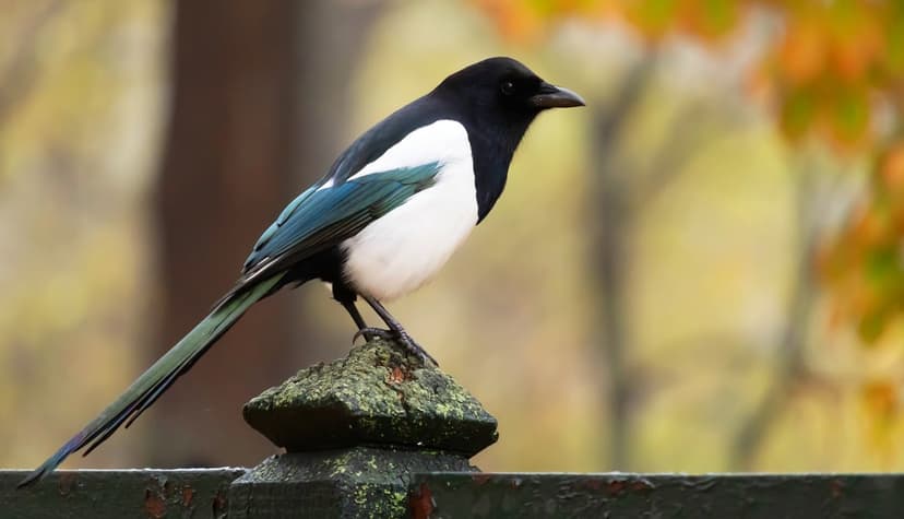 Magpie bird with black and white feathers perches on a mossy fence post against blurred orange autumn foliage.