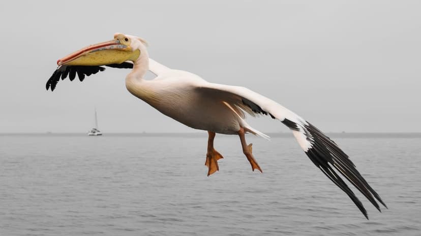 White pelican with black-tipped wings glides over calm gray ocean water with a small sailboat on the horizon.