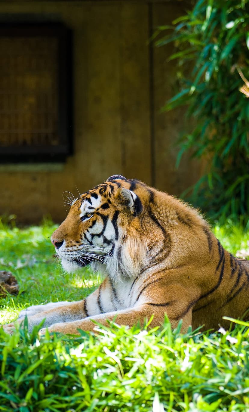 Tiger with orange and black stripes lies in vibrant green grass against a soft, blurred background foliage.