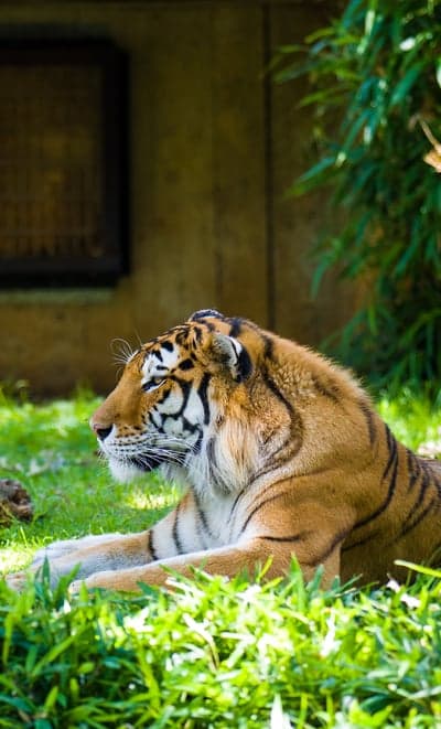 Tiger resting in green grass with a blurred background
