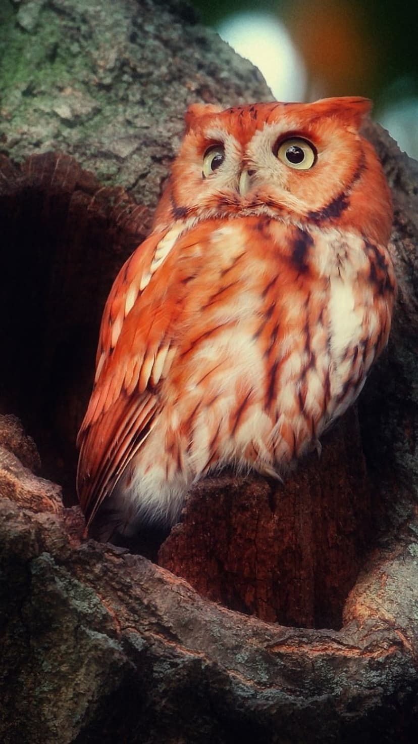 Rufous screech owl with amber eyes and patterned feathers peeking out from a dark, textured tree trunk hollow.