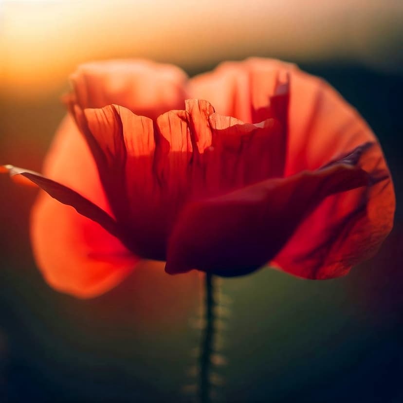 Red poppy flower with translucent petals glows in golden sunset light against a soft bokeh garden background.