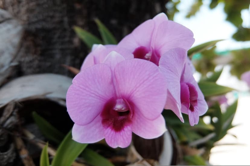 Three pink orchids with purple centers grow on a tree trunk against a blurred green and blue background.