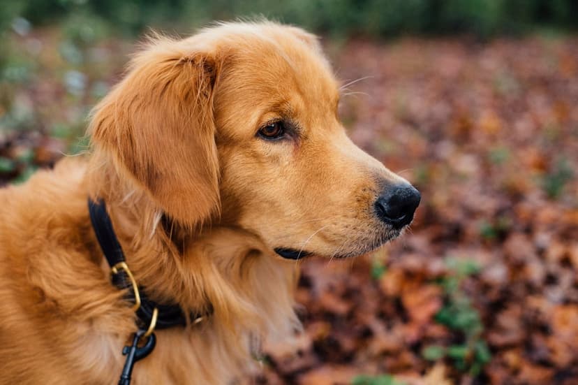 Golden Retriever dog in profile wearing a black collar against a soft bokeh background of orange autumn leaves.