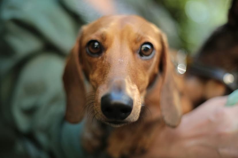 Brown dachshund dog with floppy ears and wide eyes gazes forward against a blurred green outdoor background.