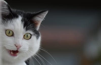 Close-up of a Black and White Cat with Mouth Open